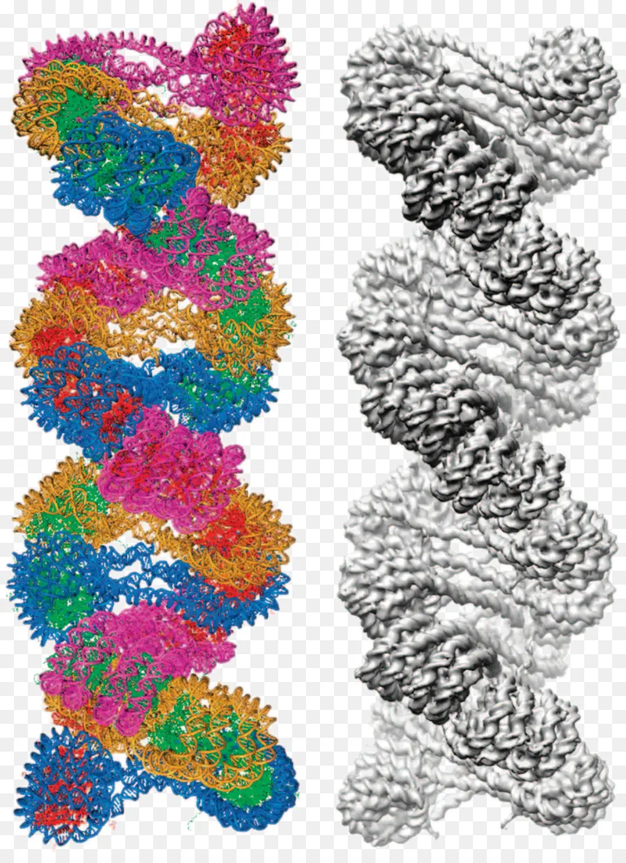 لونين，الحمض النووي الحلزوني المزدوج PNG