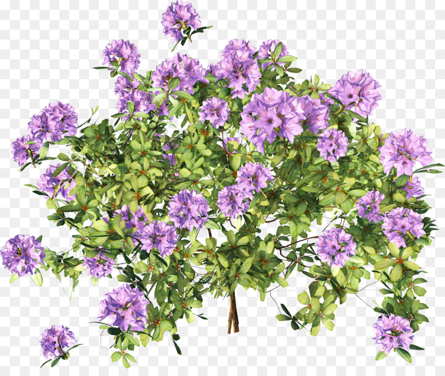 شجيرة，Subshrub PNG