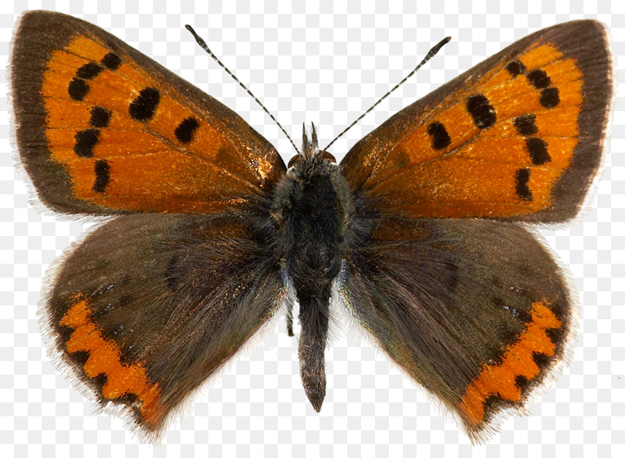 فراشة，Lycaena Phlaeas PNG