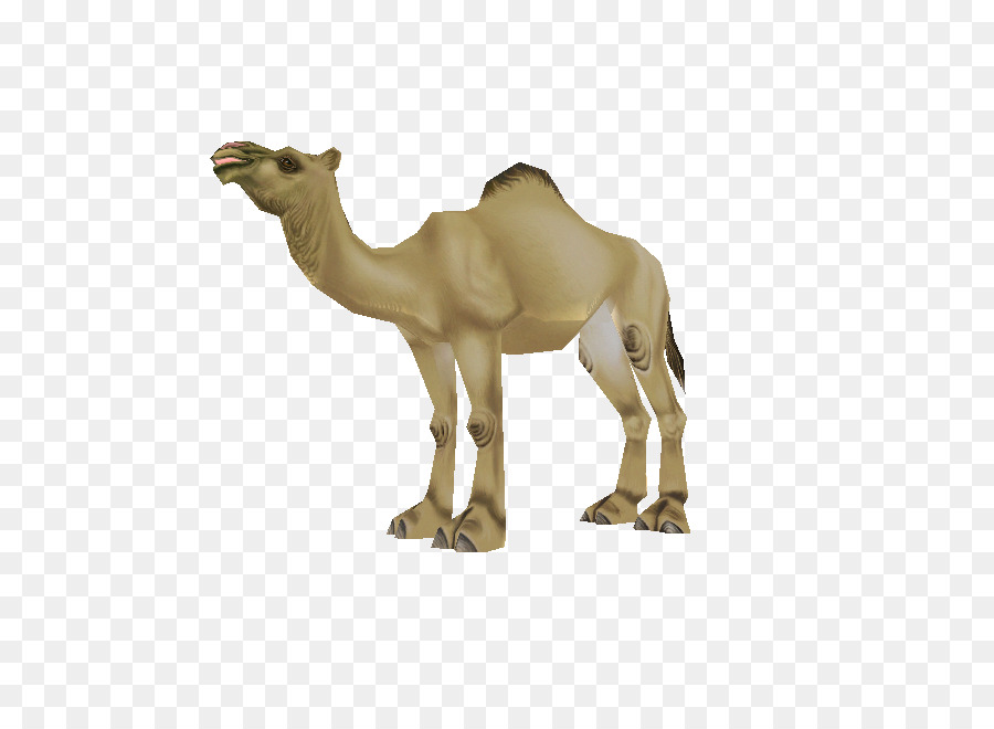 جمل，صحراء PNG