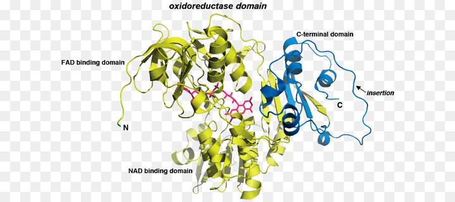 Apoptosisinducing عامل，Aifm1 PNG