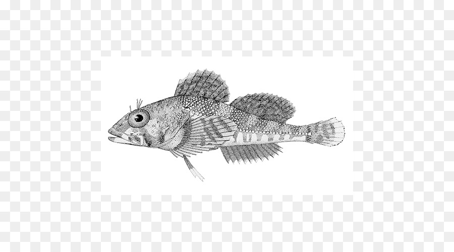 Mailcheeked Fishes，Sculpins PNG