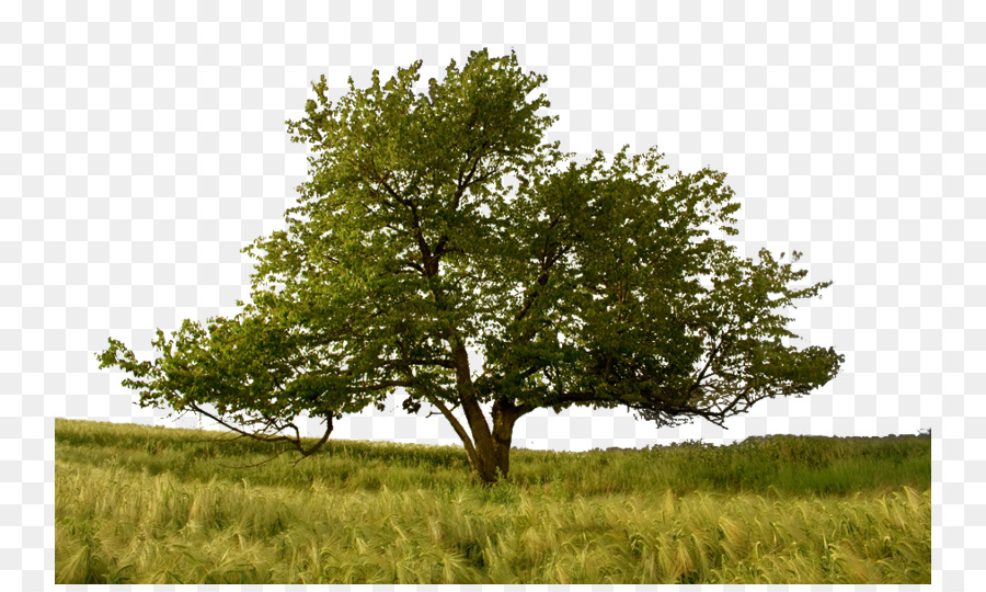 شجرة معرفة الخير والشر شجرة الحياة التأمل صورة بابوا نيو غينيا
