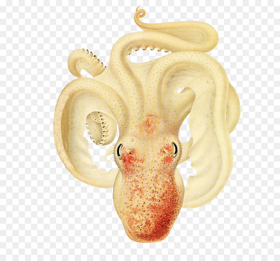 Cephalopoda，الأخطبوط PNG