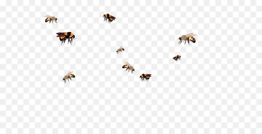 الحشرات，عسل النحل PNG