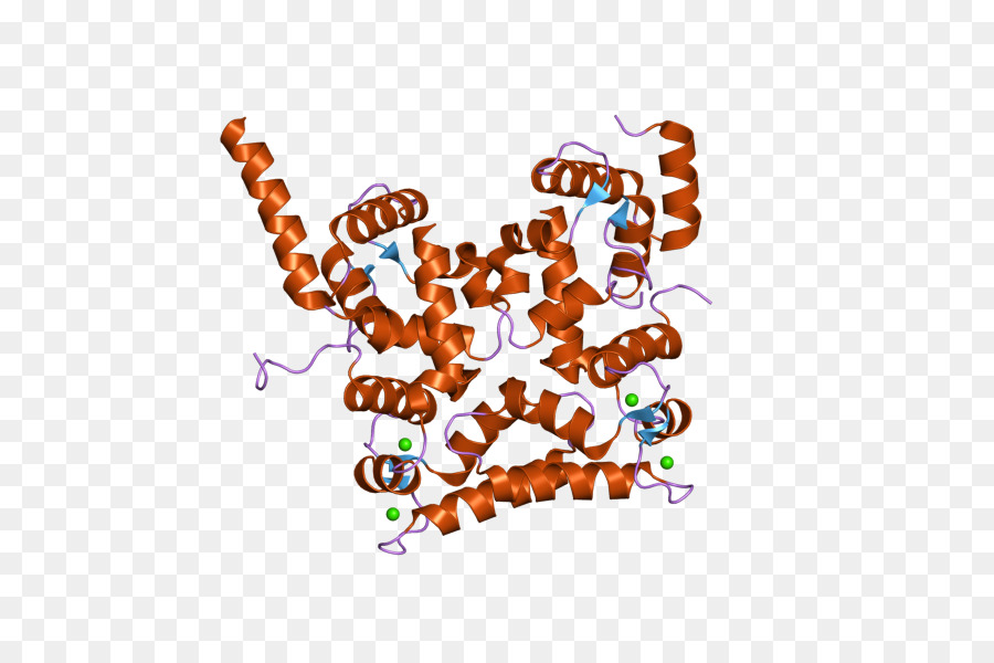 الكالسينيورين ب مثلي البروتين 1，الكالسينيورين PNG