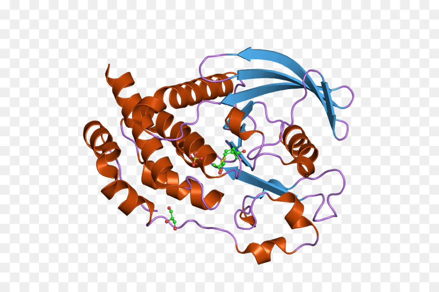 Ptpn5，بروتين تيروزين الفوسفاتيز PNG