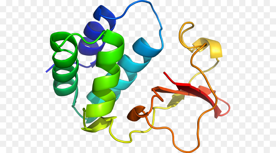 هيكل البروتين，علم الأحياء PNG