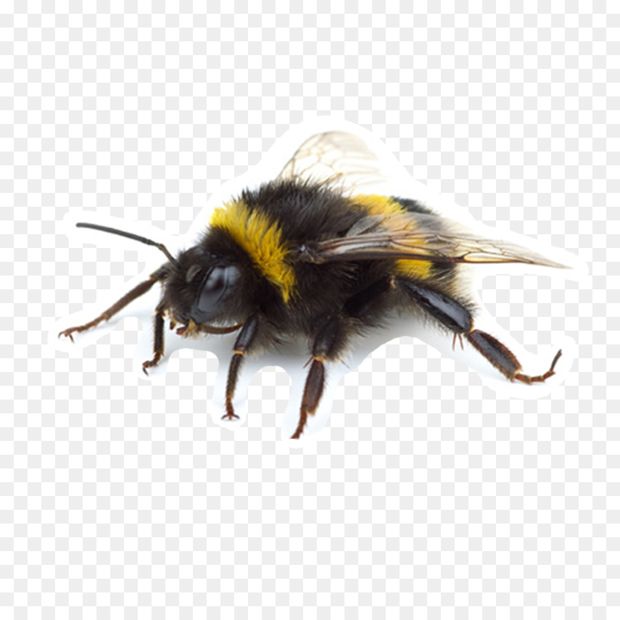 الغربية عسل النحل，الحشرات PNG
