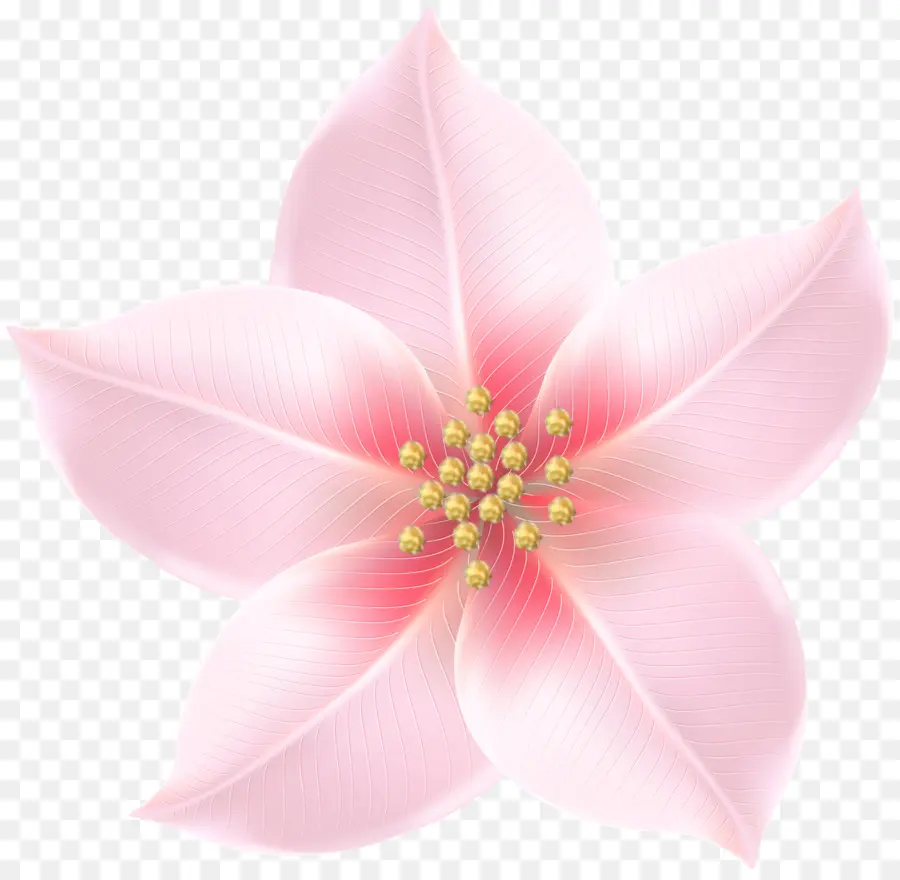 م الوردي，زهرة PNG