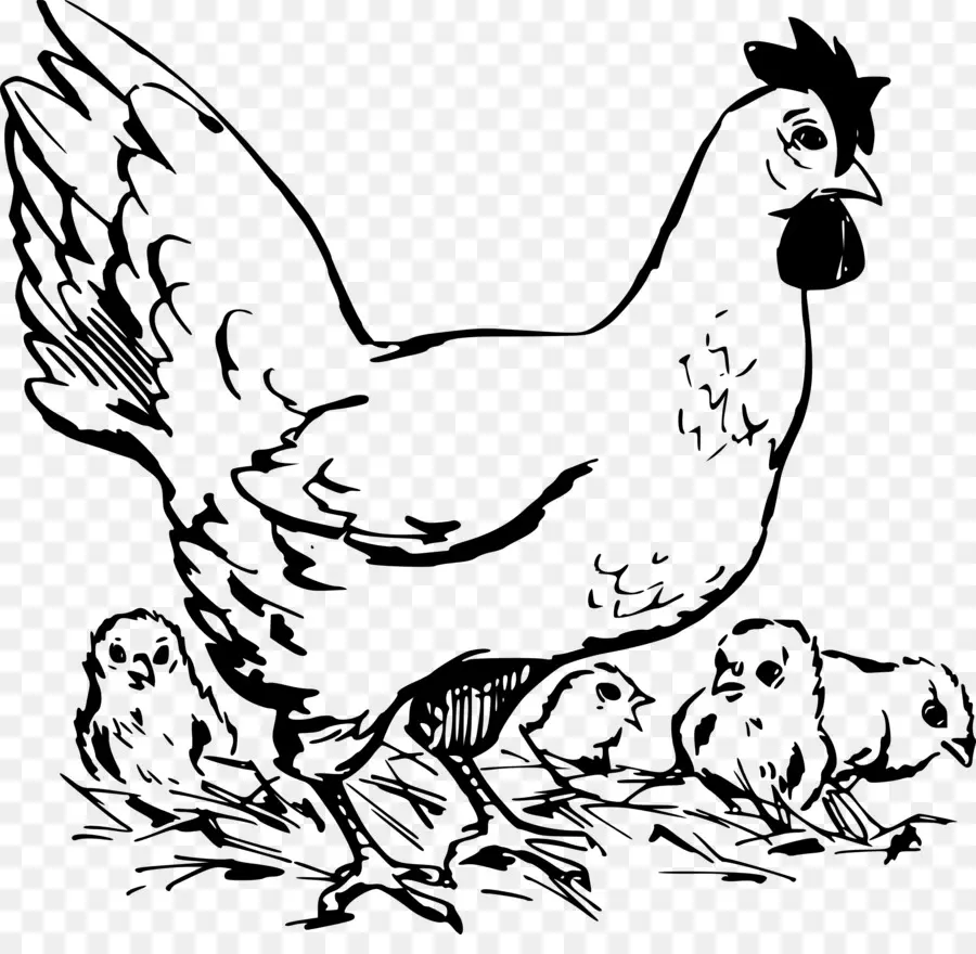 دوركينغ الدجاج，الديك PNG