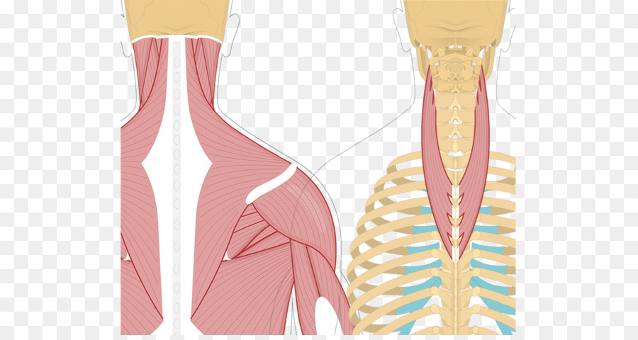 Splenius العنق العضلات，Splenius رئيس العضلات PNG