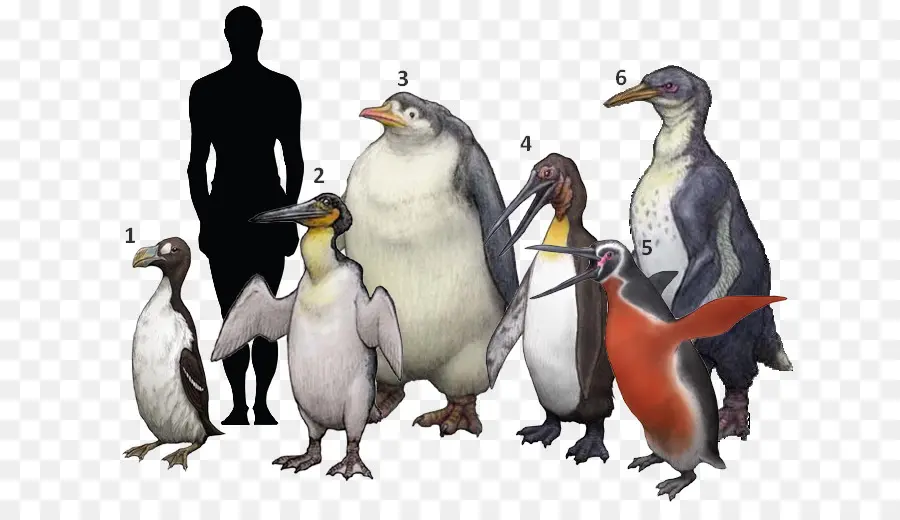 الملك البطريق，الطيور PNG