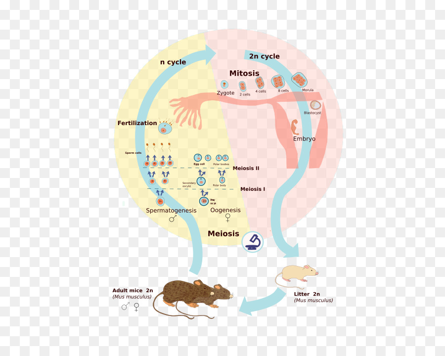 دورة الحياة البيولوجية，Célula Diploide PNG
