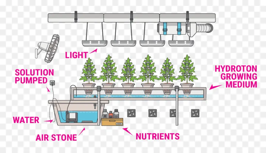 نظام الزراعة المائية，النباتات PNG