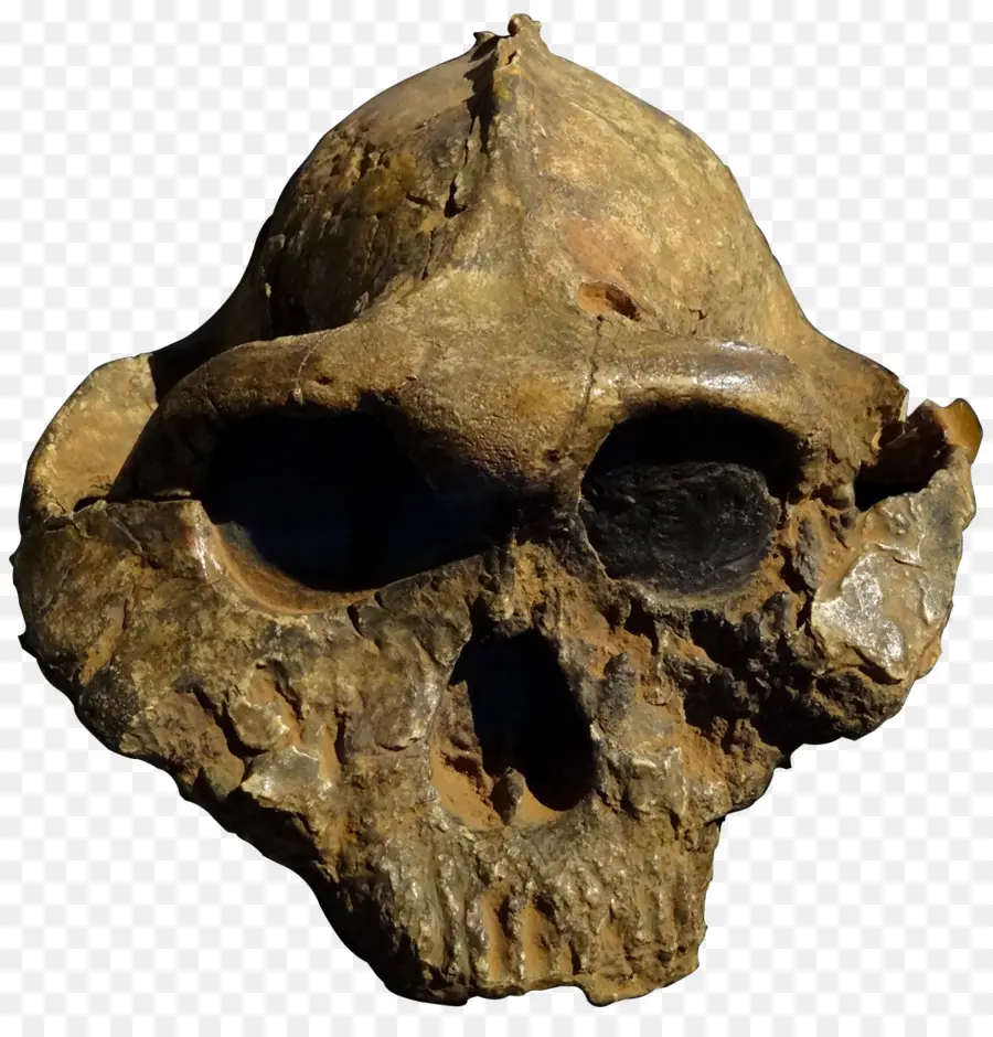 Olduvai Gorge，Paranthropus Boisei PNG