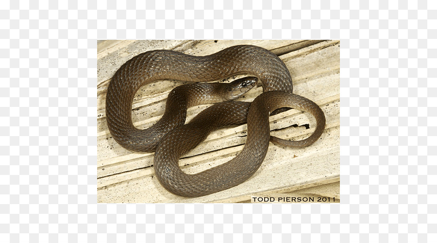 Kingsnakes，ثعبان PNG