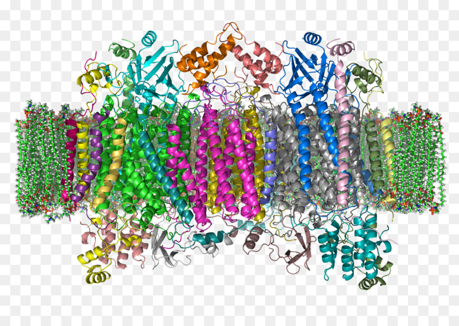 Intermembrane مساحة，أوكسيديز السيتوكروم C PNG