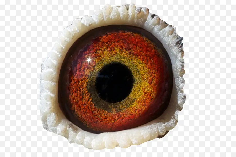 القزحية，العين PNG