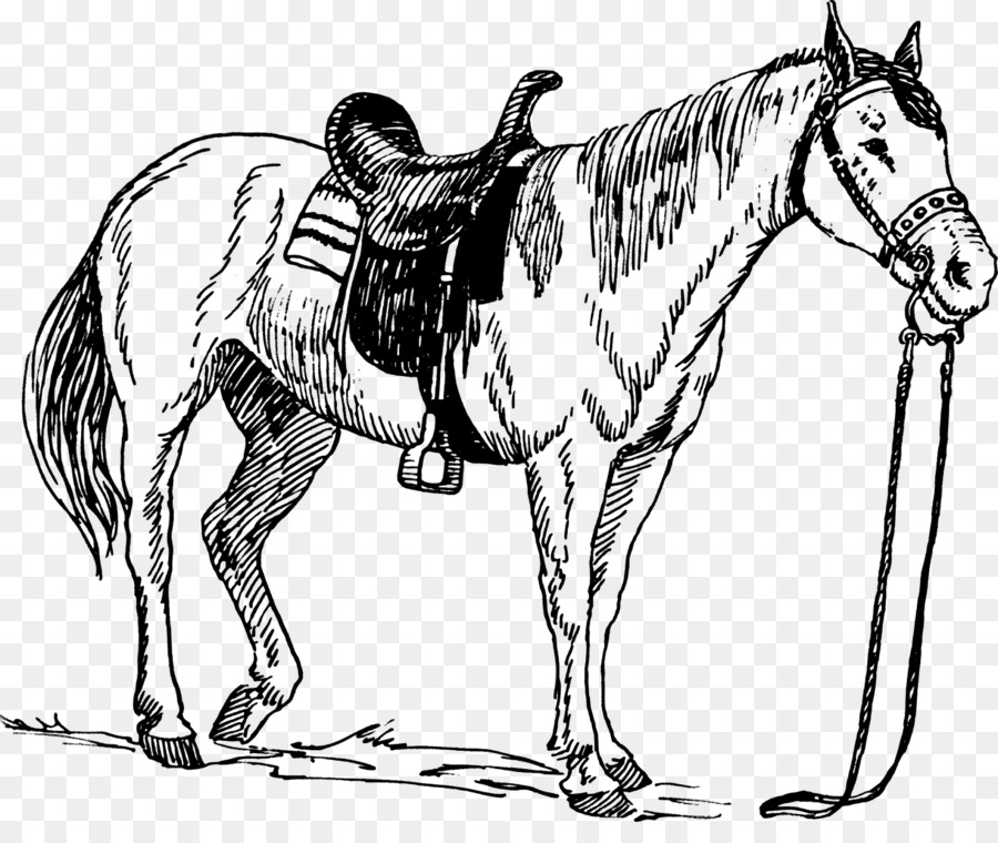 أمريكا الربع الحصان，أمريكا Saddlebred PNG