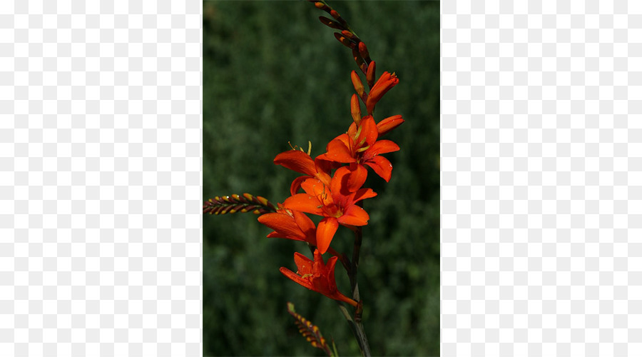 Montbretia，جسمه PNG