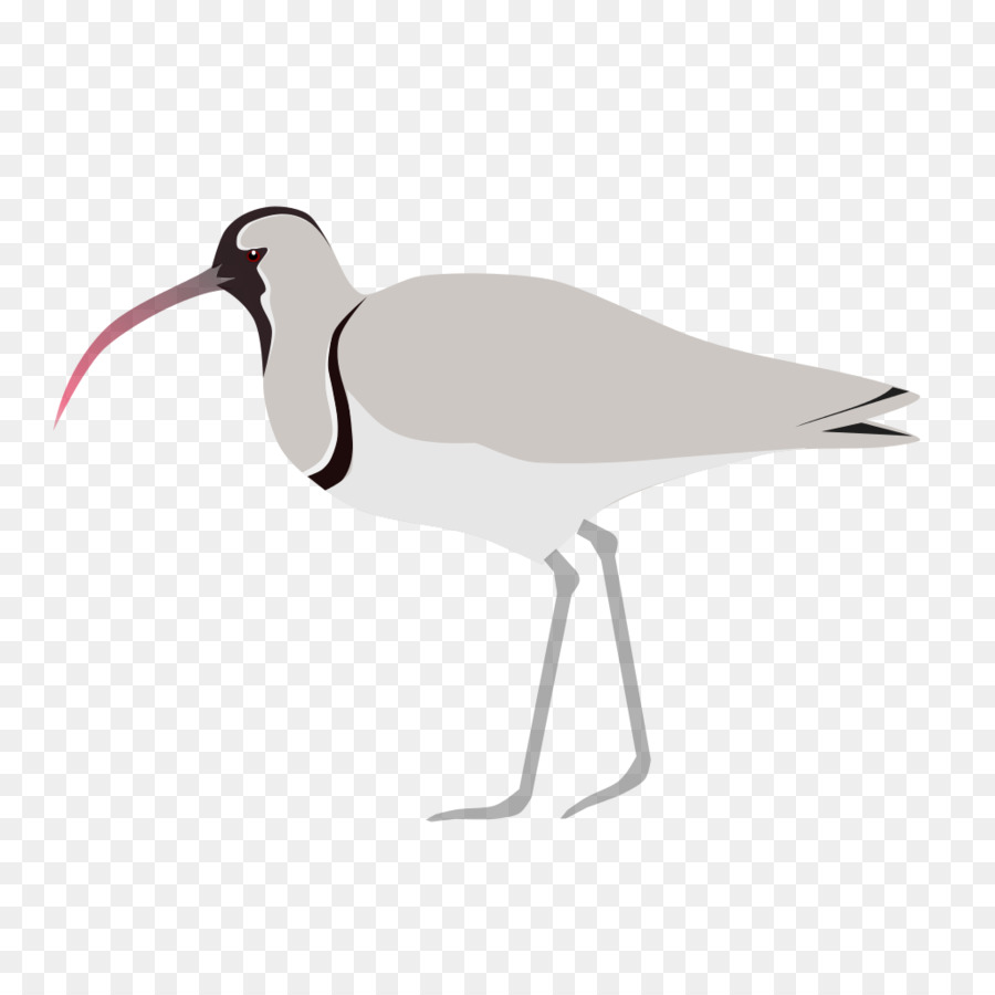 Ibisbill，طائر PNG