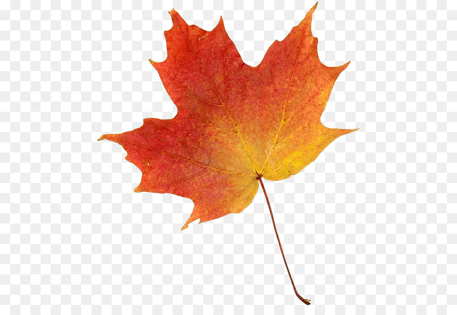 الرسم أوراق الخريف اللون الخريف صورة بابوا نيو غينيا