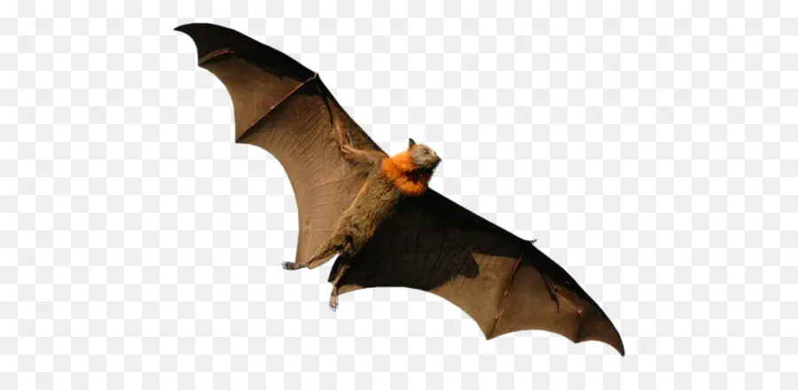 الخفافيش，Lemuroidea PNG