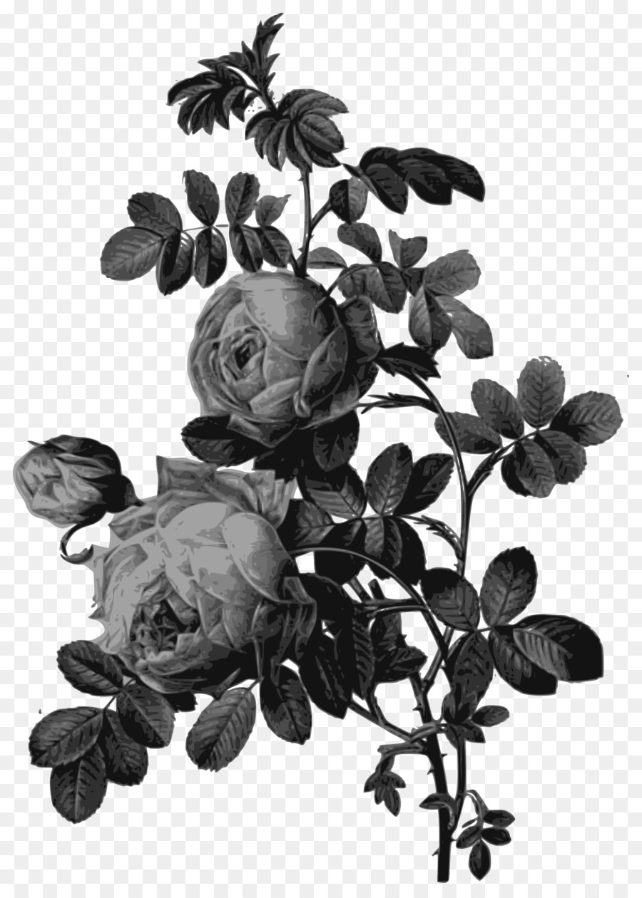 الورود，اللوحة PNG