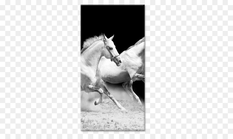 الحصان，الأسود و الأبيض PNG