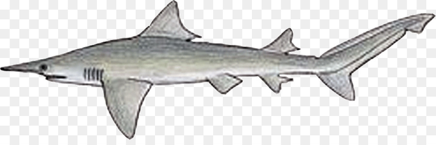 Daggernose القرش，أسماك القرش في العالم PNG