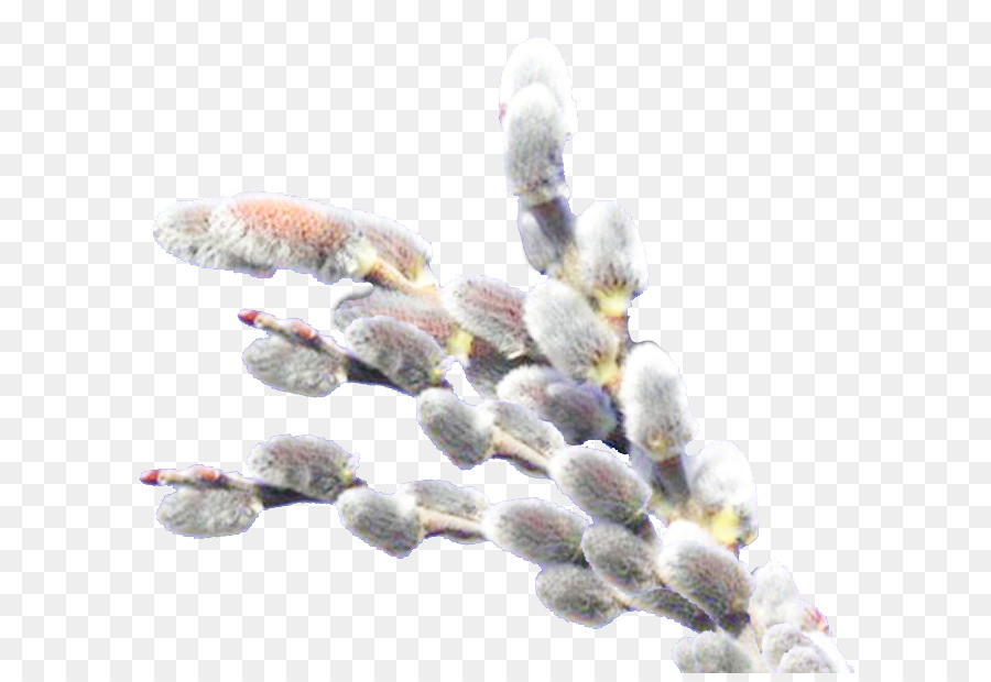 الصفصاف，Catkin PNG