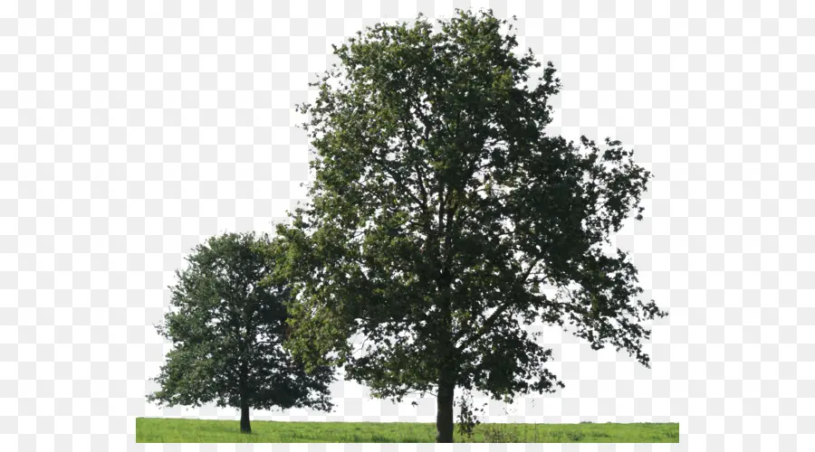 شجرة，أمريكا سيكامور PNG