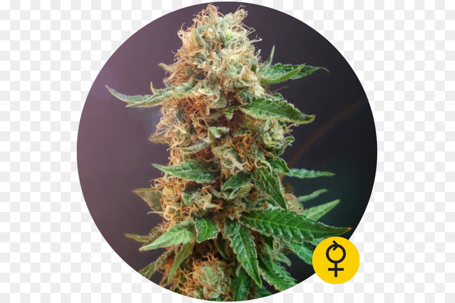 القنب，القنب Autoflowering PNG