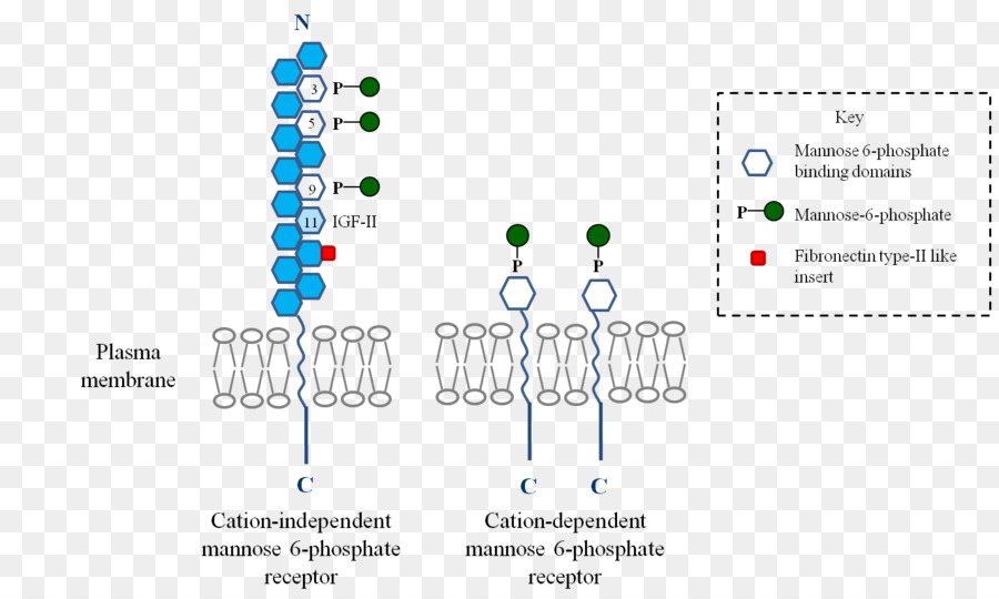 المانوز 6phosphate，المانوز 6phosphate مستقبلات PNG