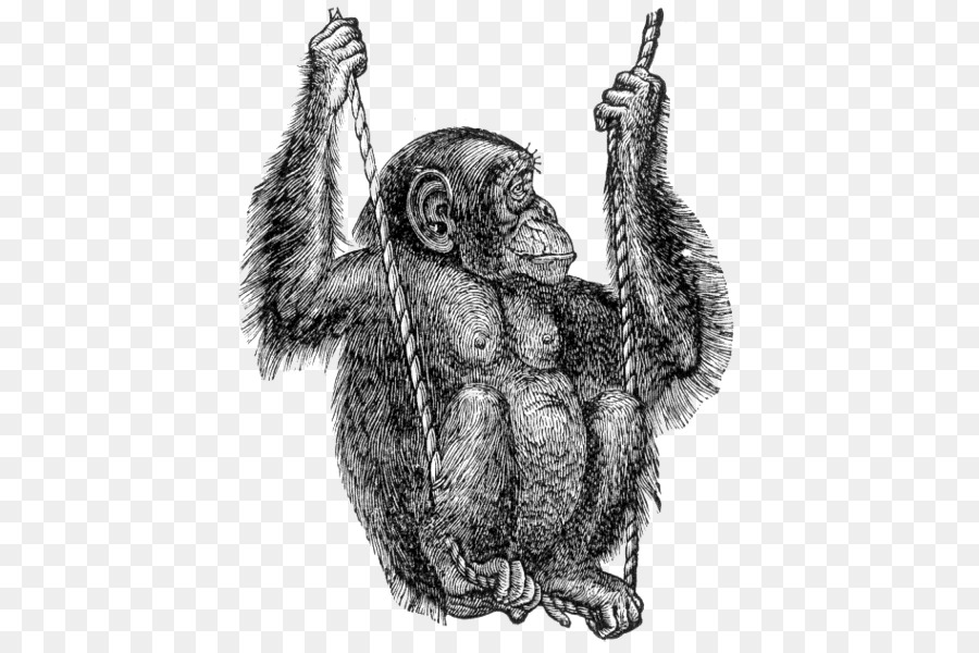 الغوريلا，الشمبانزي العادي PNG
