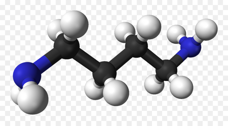 Putrescine，Cadaverine PNG