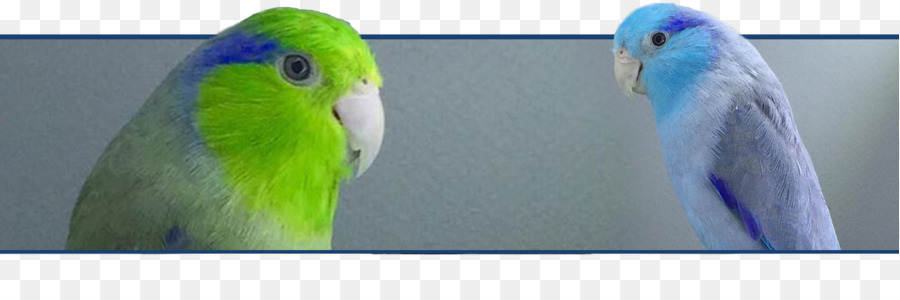 الببغاء，Lovebird PNG