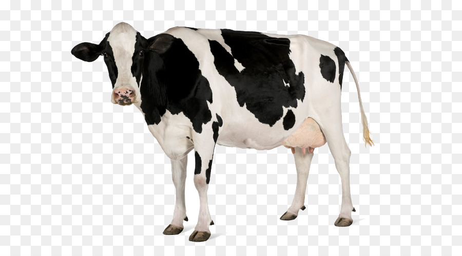 الأبقار الفريزيان هولشتاين，الأسهم التصوير PNG