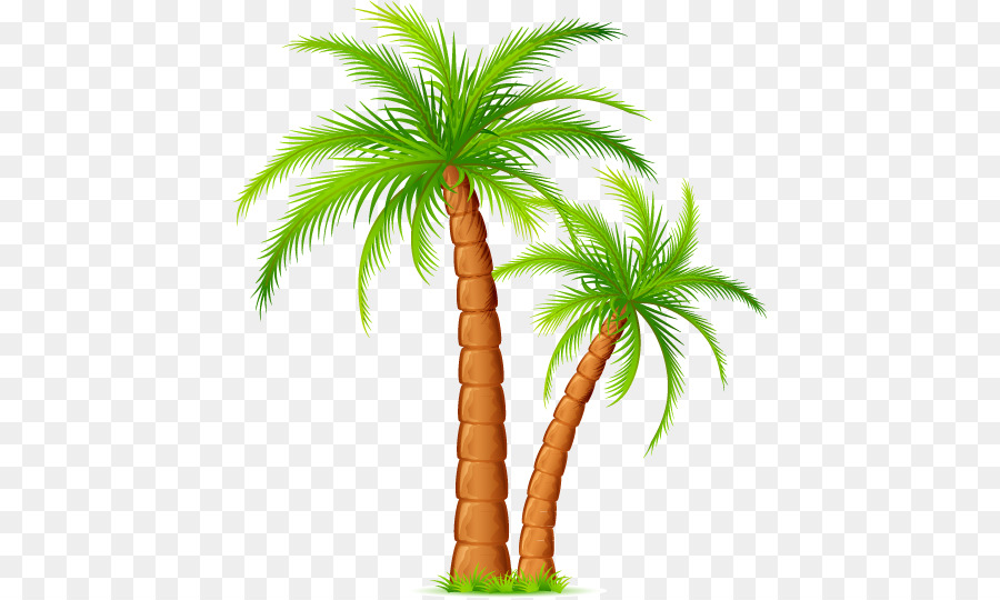 Arecaceae，رسم PNG