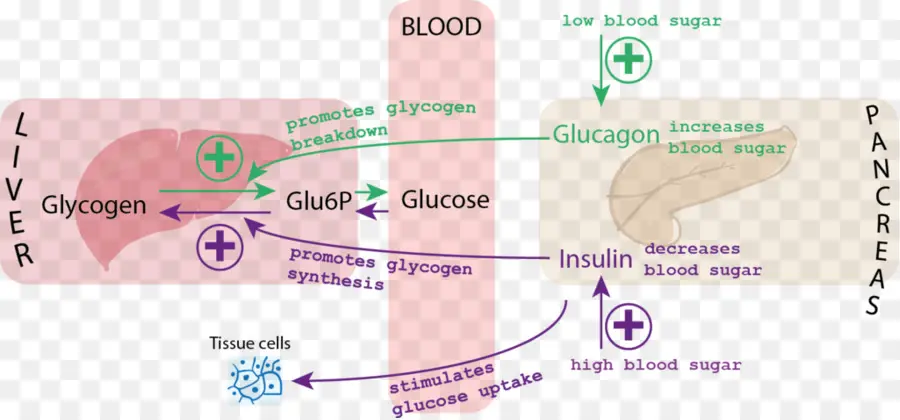 تنظيم الجلوكوز，سكر الدم PNG