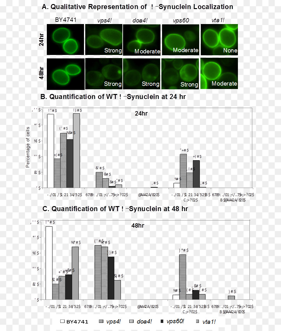 Alphasynuclein，Synuclein PNG