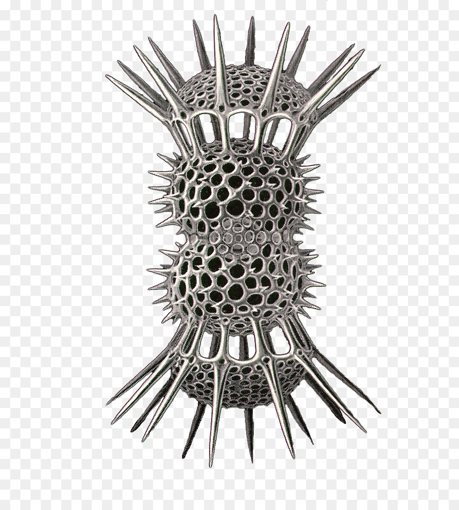 المعادن，Radiolaria PNG