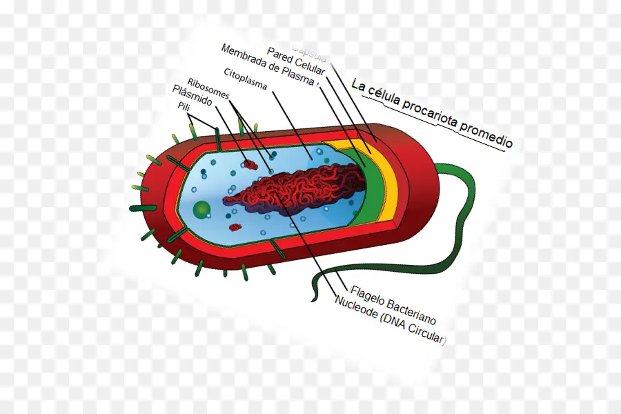 Prokaryote，الخلية PNG