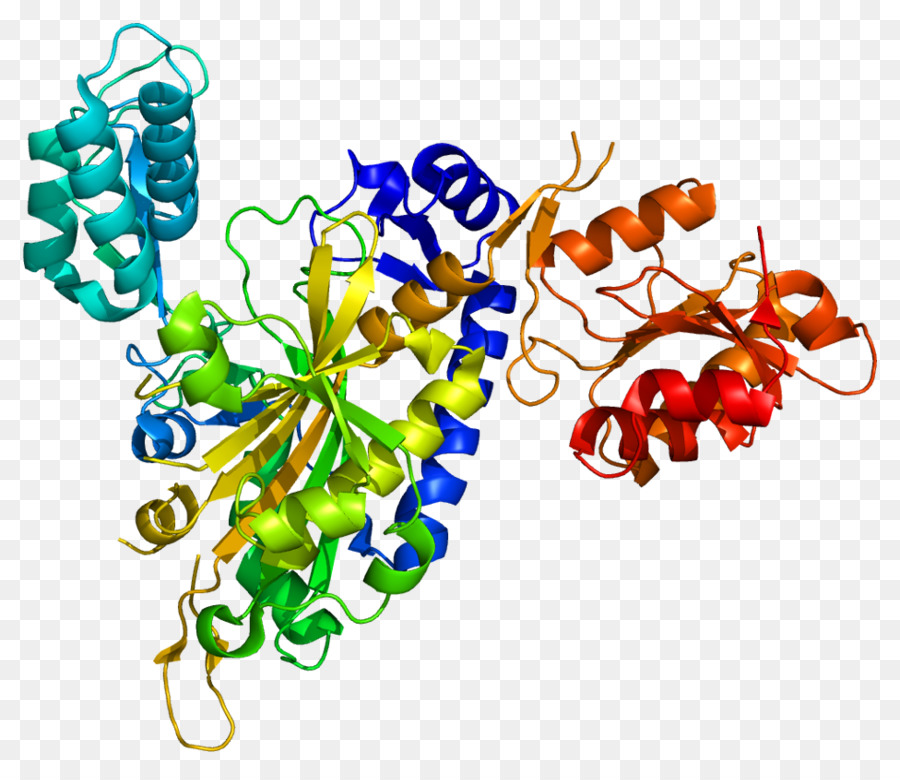 Aminoacyl الحمض الريبي النووي النقال مخلقة，نقل الحمض النووي الريبي PNG