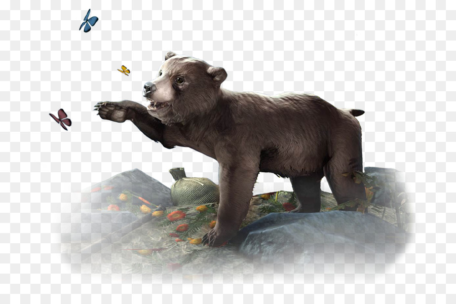 الدب，الدب البني PNG