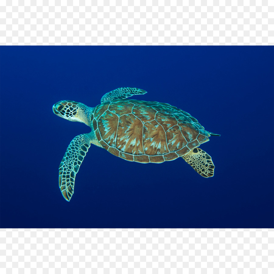 السلاحف البحرية ضخمة الرأس，والسلاحف الجلدية الظهر PNG