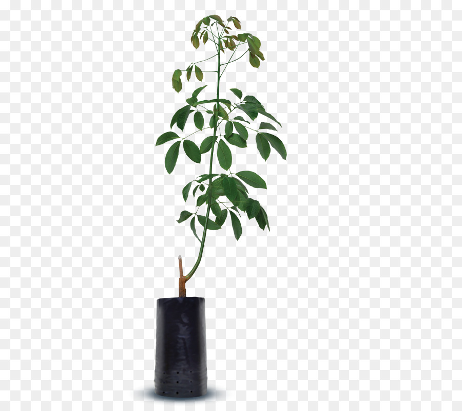 زهور，ل Houseplant PNG