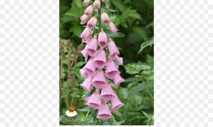 الجريس，Foxgloves PNG