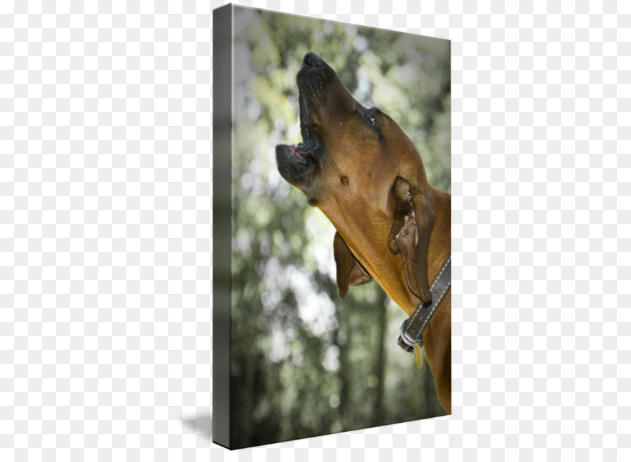 الدانماركي العظيم，Redbone Coonhound PNG